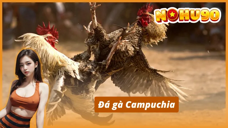 Các loại hình đá gà phổ biến tại Nohu90