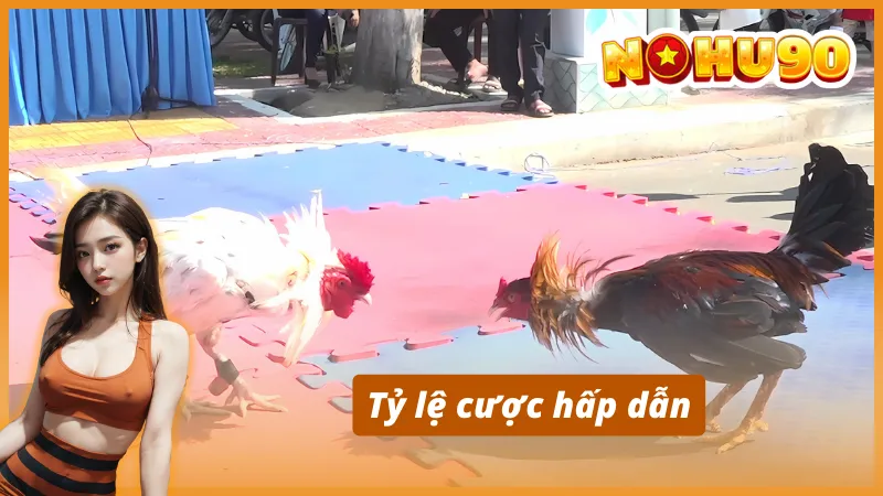 Những ưu điểm hấp dẫn khi WS168 đá gà Nohu90